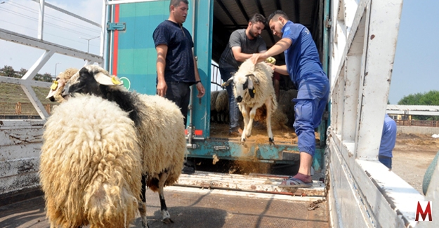 Genç çiftçilere 374 koyun dağıtıldı  